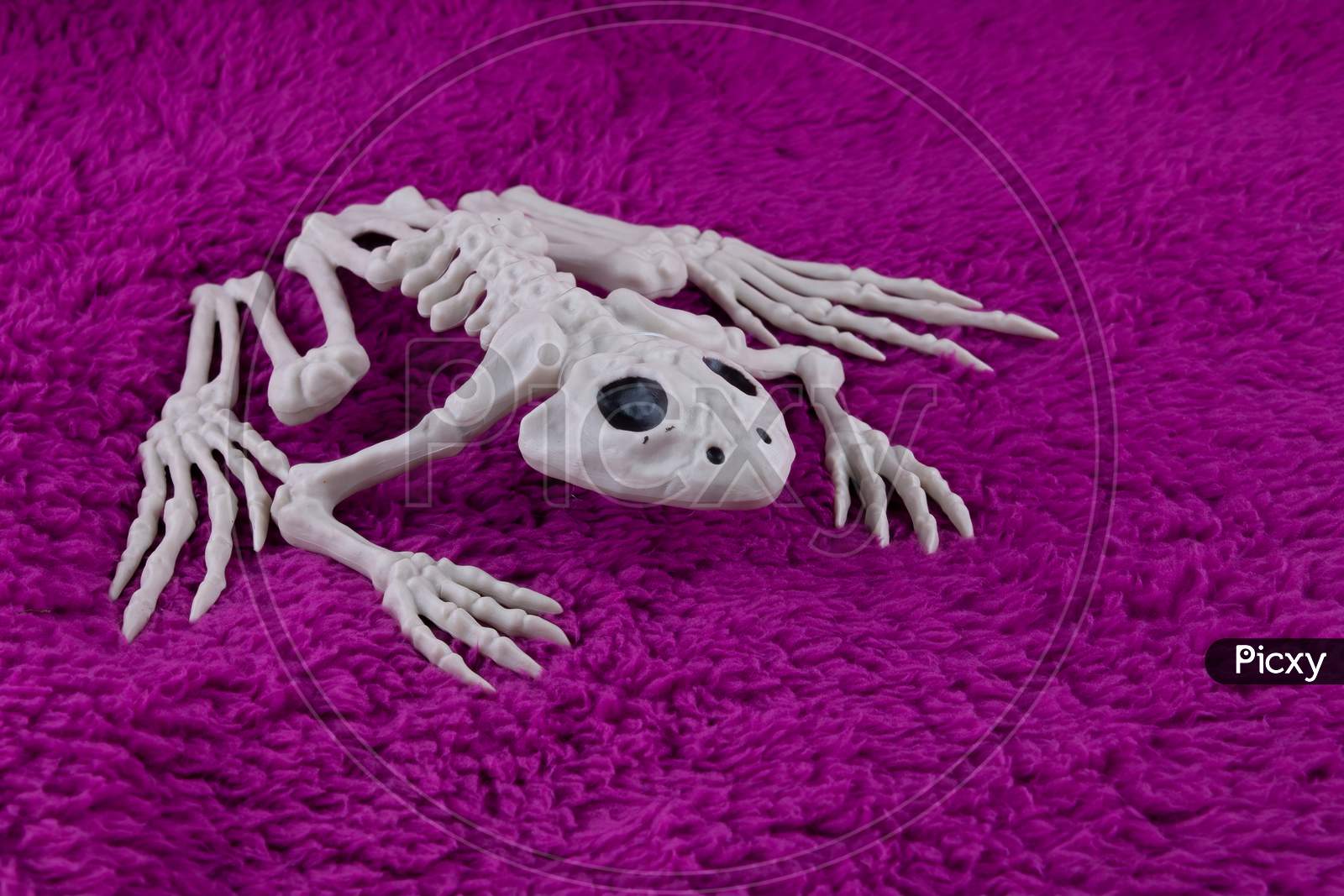 Spooky Toad Skeleton On Fluffy Purple Background. Concept For Creepy Crawly Halloween.