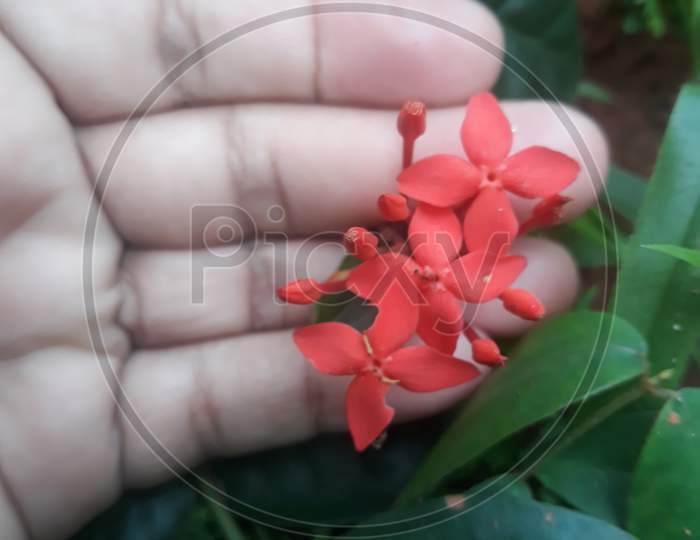 Natural Red color flowers