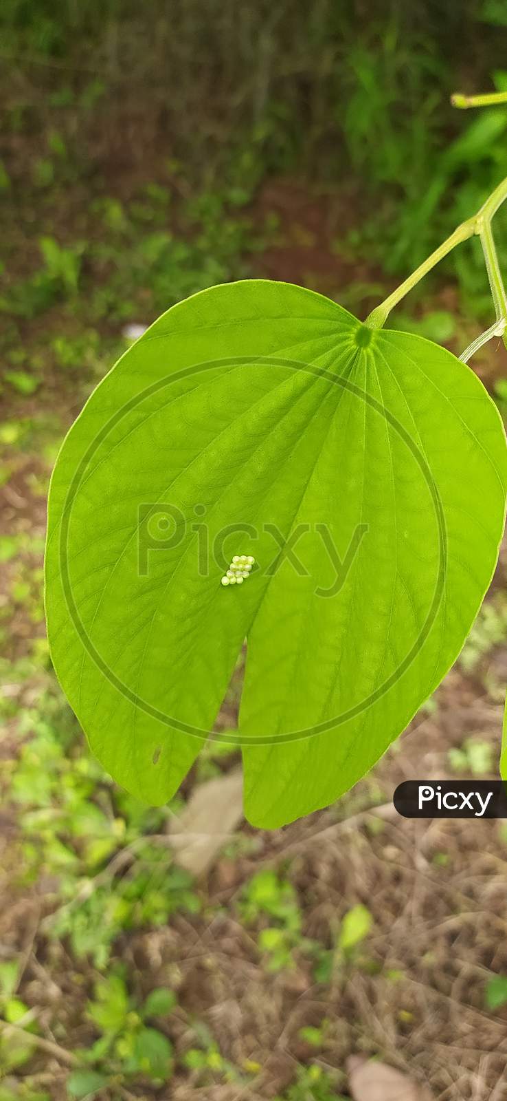 Close up view of a Group of green insect (moth or butterfly) eggs under a leaf