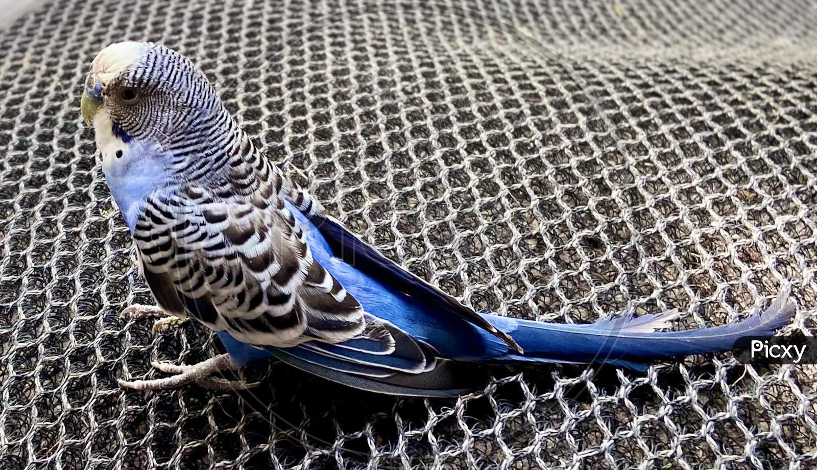 beautiful unique bird