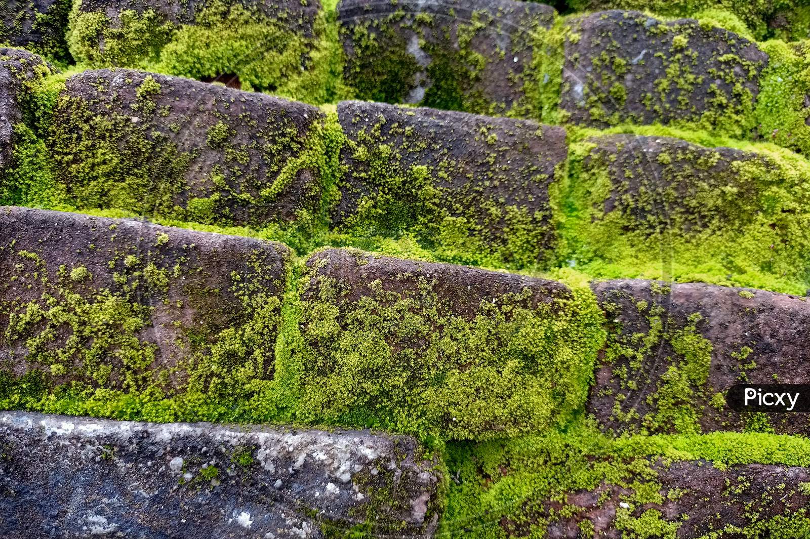 Nature's beauty on bricks