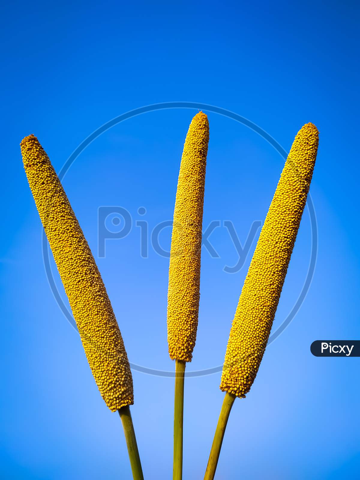 Three Ears Of Millet On Blue Background