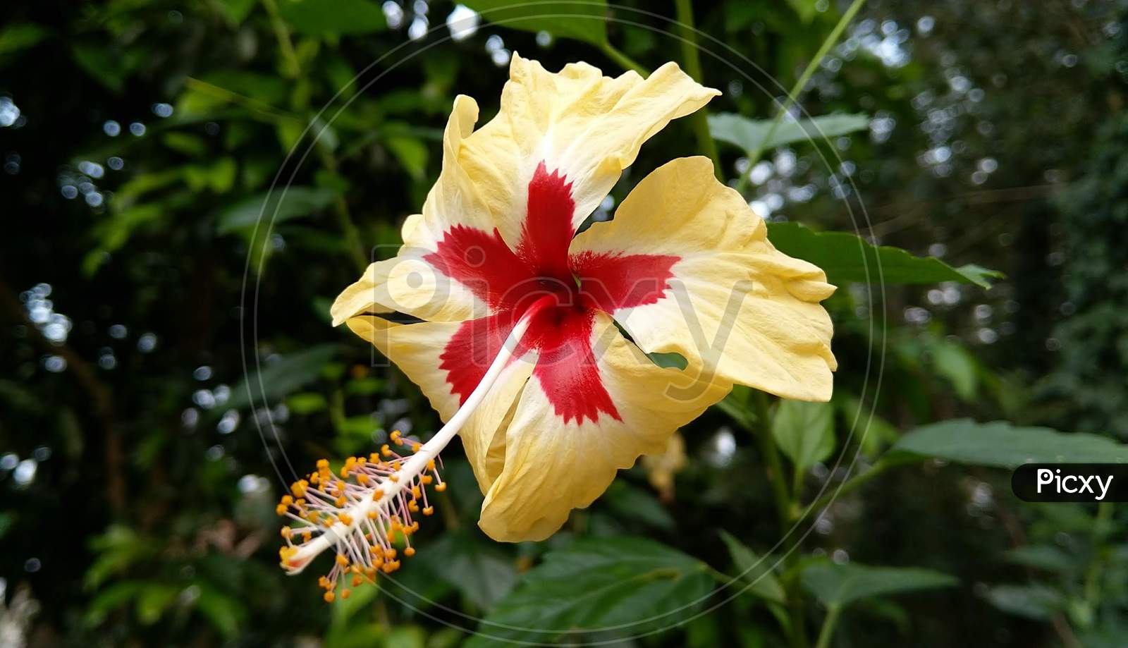 A Chinese Hibiscus Flower