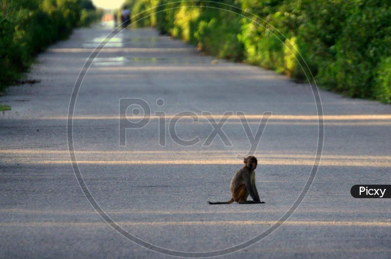 Monkey lost in a Road