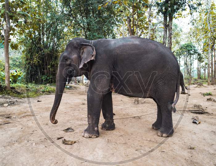 Adult Female Elephant Walking In The Woods. Laos. Elephant Farm In Luang Prabang