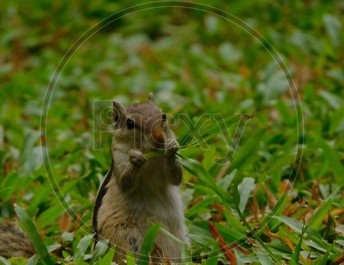 Squirrel eating grass