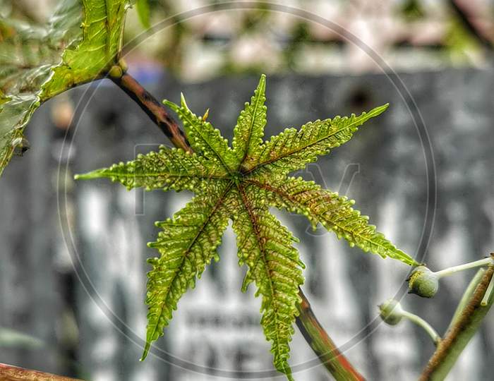 Wild Leave, Micro Photo