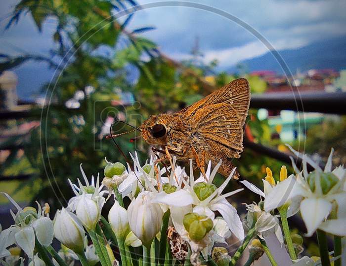 Butterfly in the flower,macro photo