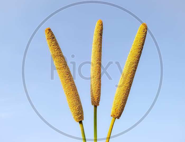Millet Ears On The Backdrop Of The Sky