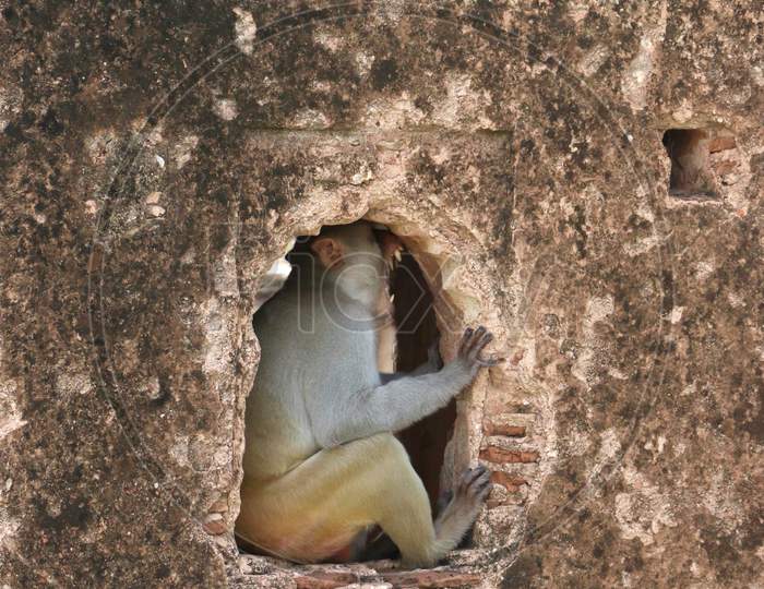 A Monkey Yawning, A Monkey Yawning At A Window On The Old Wall,