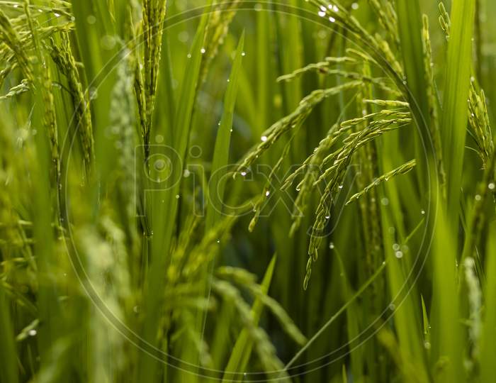 Close Up Of Beautiful Green Color Rice Plants Of India
