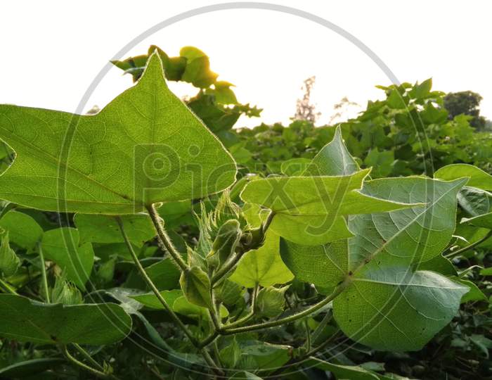 Cotton plant, cotton leaf, cotton fruit, cotton flower, green cotton plant, Nature organic india cotton farming, agriculture, farm india