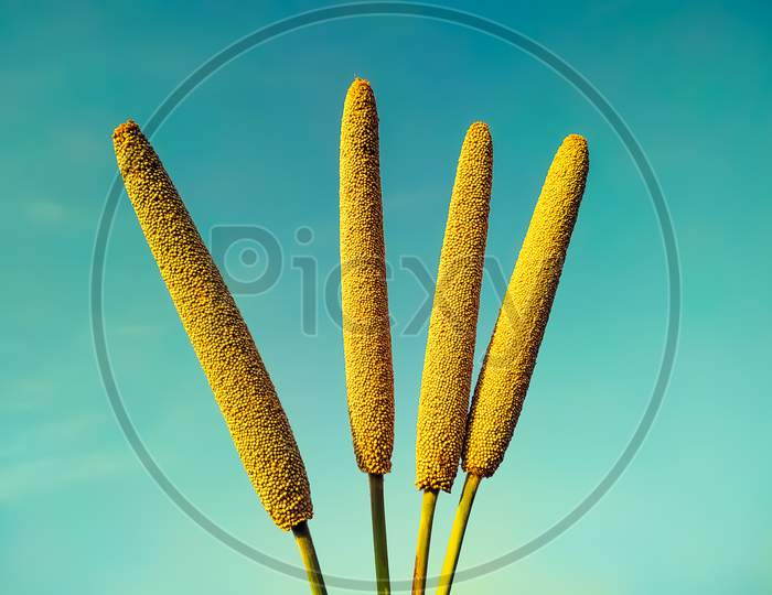 Millet Ears On The haze  Background