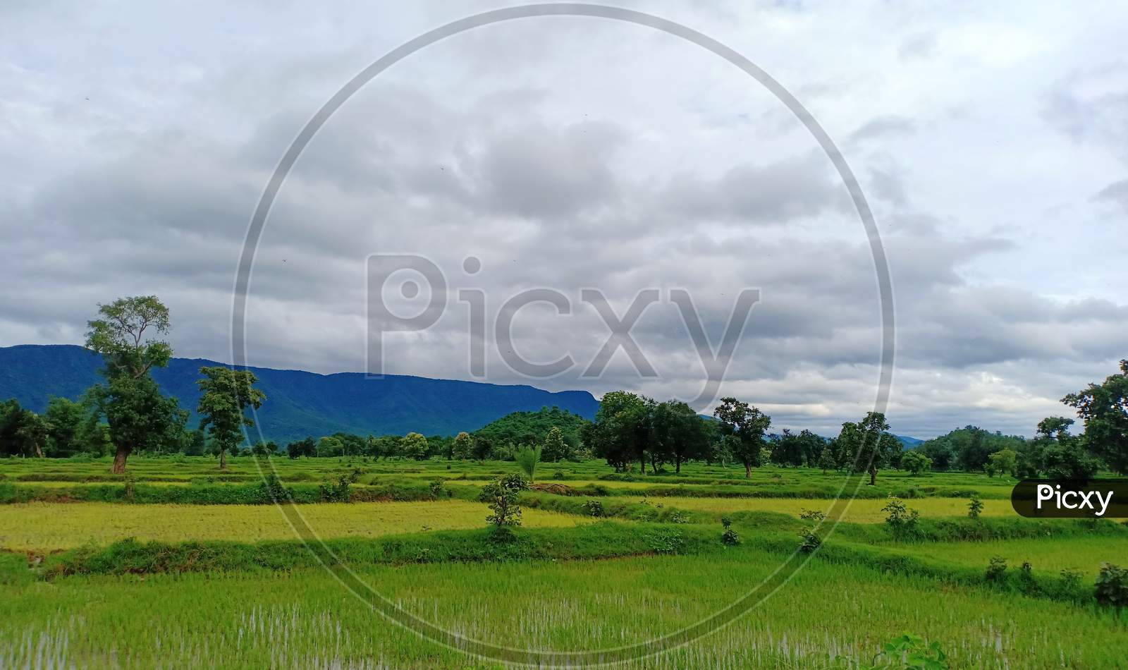 Green paddy field.