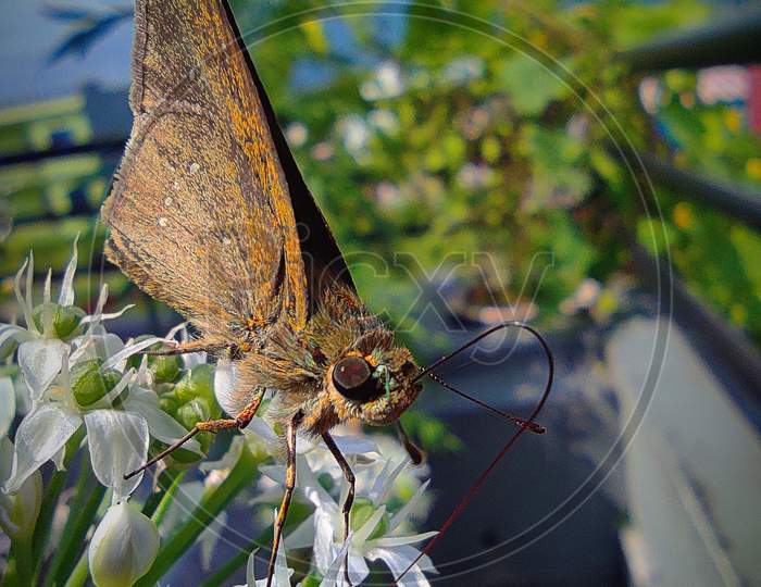 Macro photography of butterfly