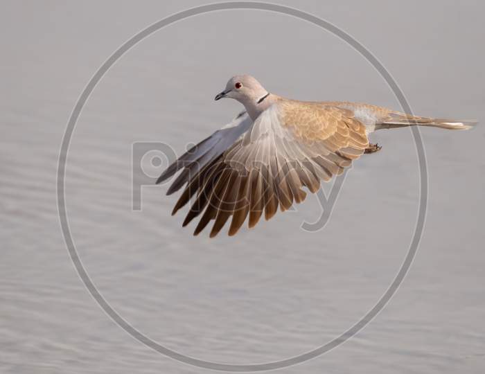Eurasian Collared Dove In Flight