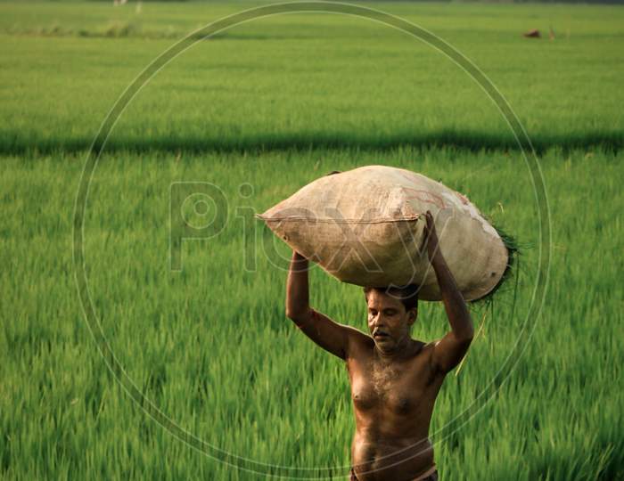 Farmer going Home after Work With Crop