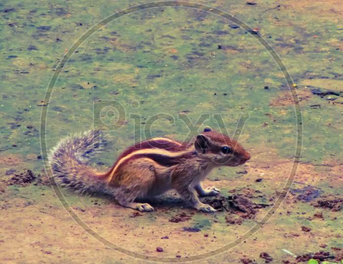Indian squirrel play on the ground...wild life