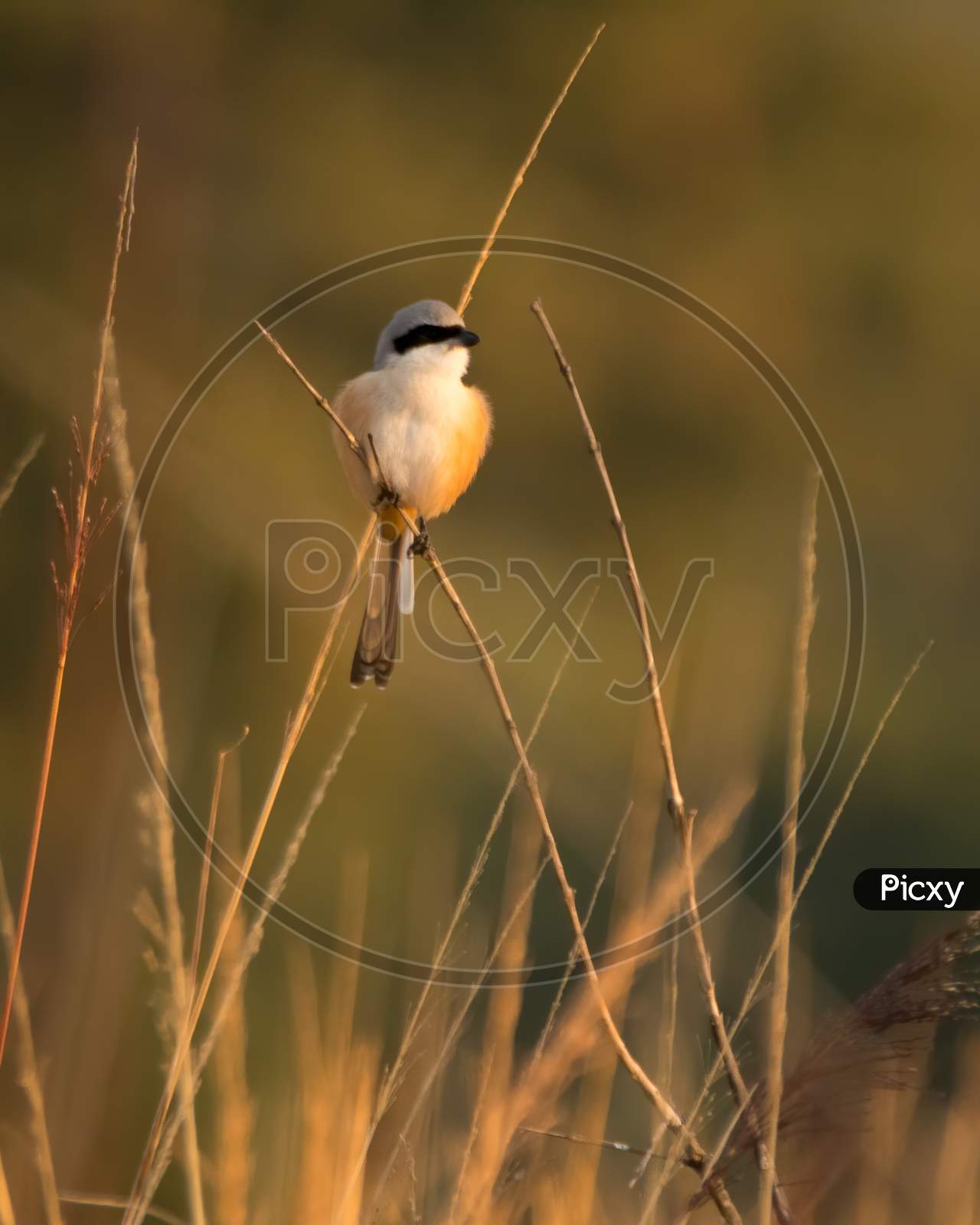 Rufous-backed Shrike (Lanius schach), 08-March-2008 09:18 A…