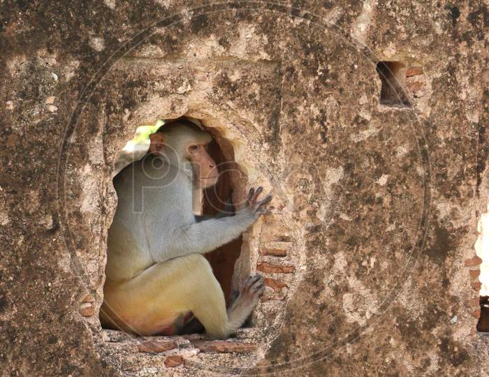 A Monkey Sitting On A Window On The Old Wall