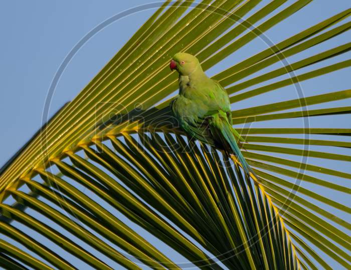 Rose-Ringed Parakeet On A Palm Frond