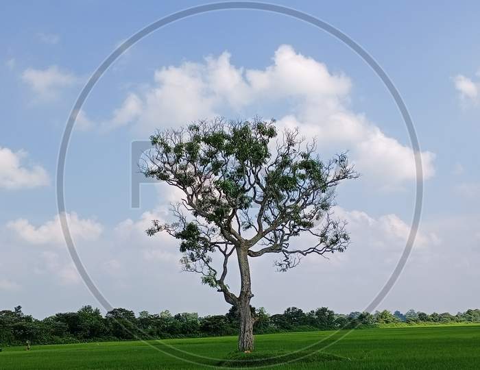 Tree in paddy field