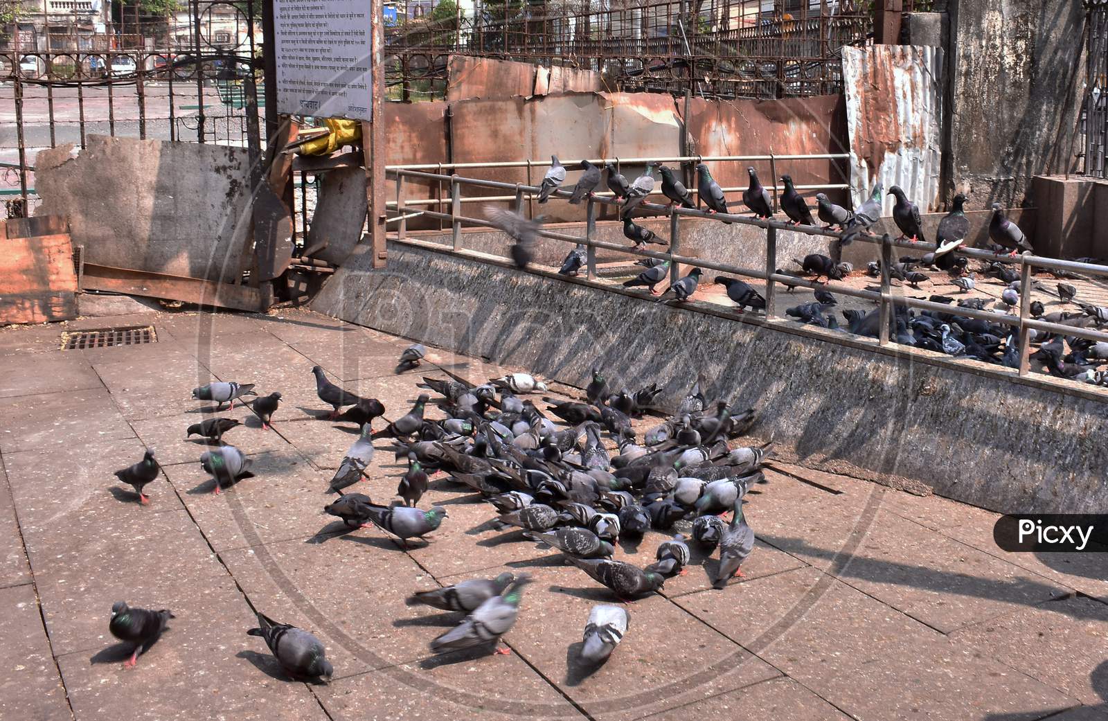 Pigeons Eating Food In A Herd In A Temple.
