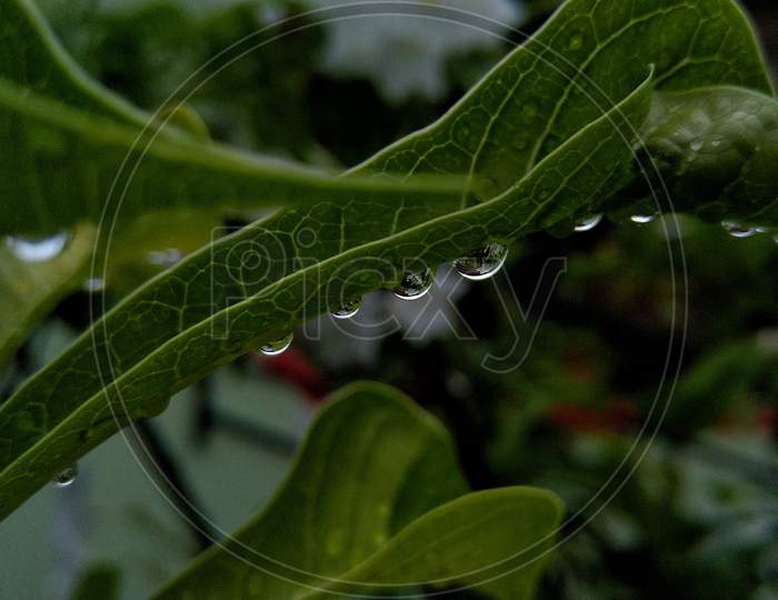 water droplets on a leave