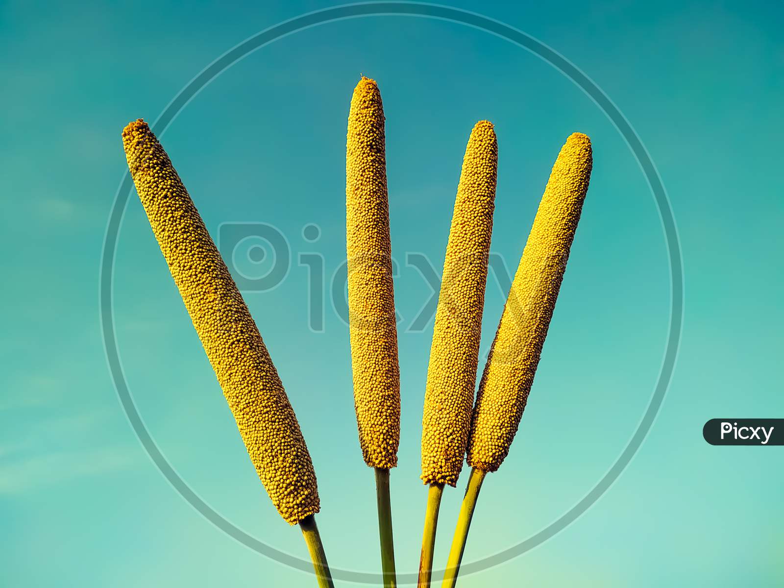 Millet Ears On The haze  Background