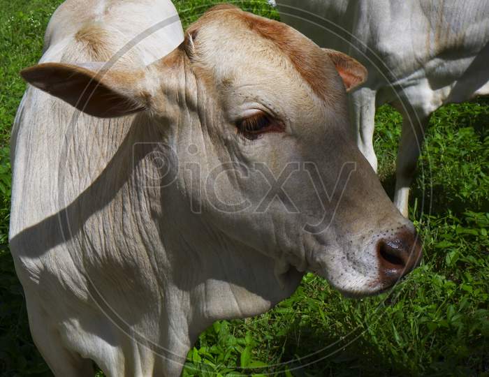 Closeup Shot Of Indian Young Calf Looking In Grass Field