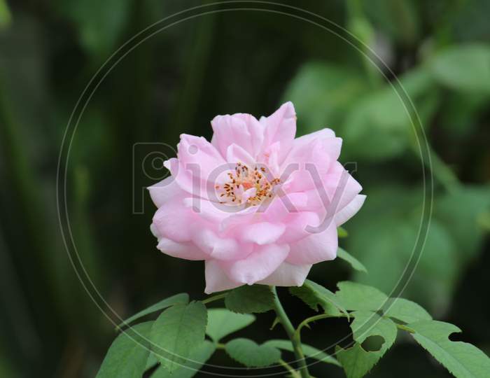 Baby Pink Rose Flower