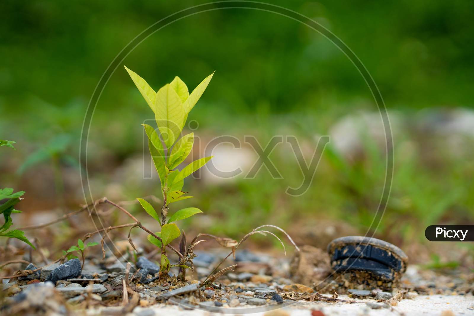 Young Plant Growing Amidst Rocky Soil