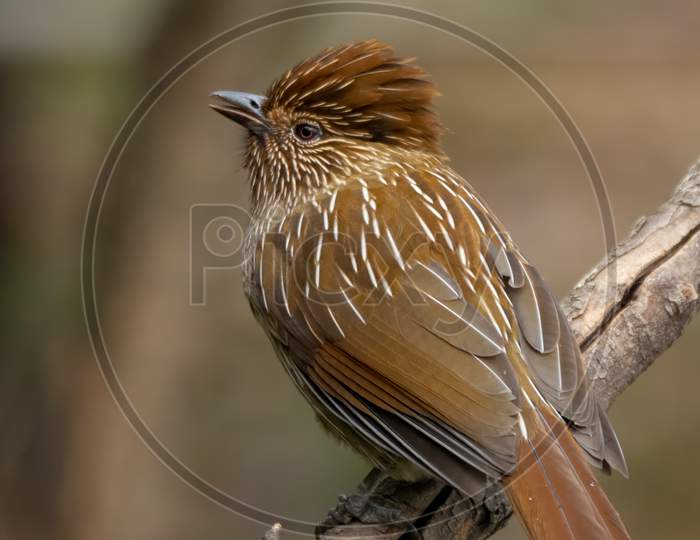Striated Laughingthrush Perched On A Branch