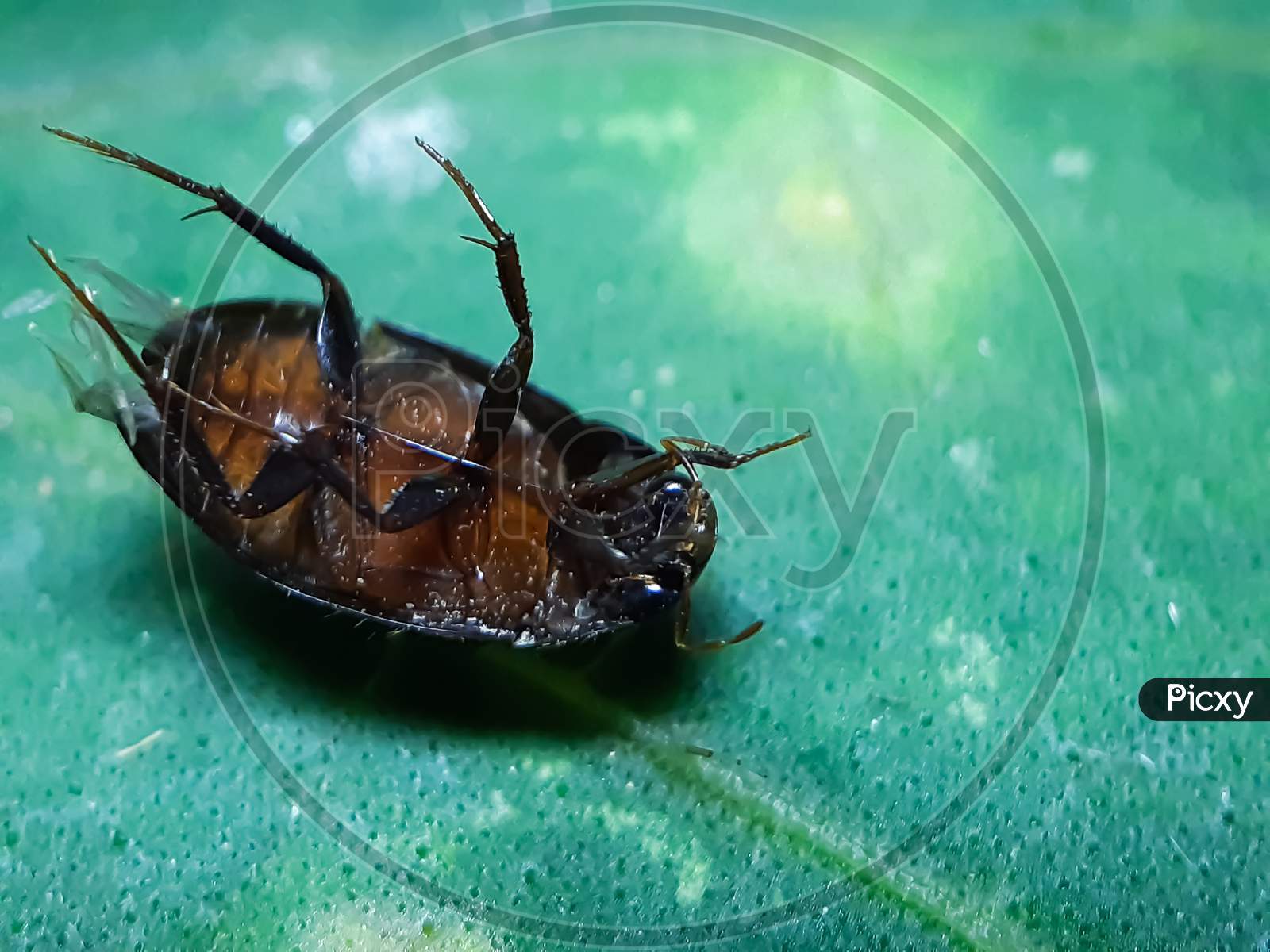 A Black Cockroach Is Lying Dead On The Green Leaves And Has A Green Background.