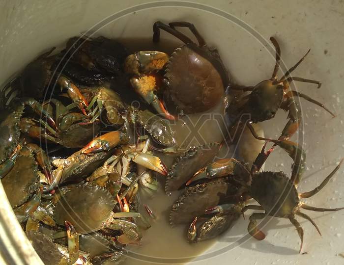 🦀 crabs