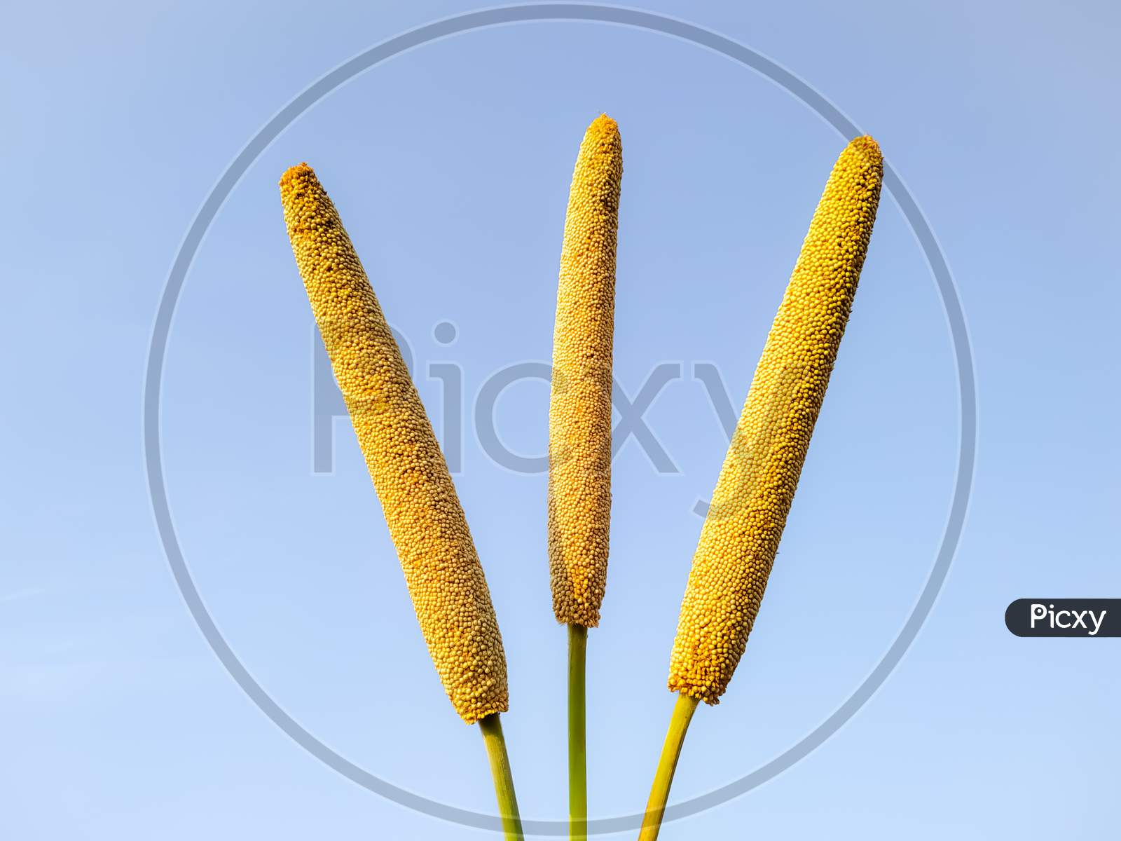 Millet Ears On The Backdrop Of The Sky