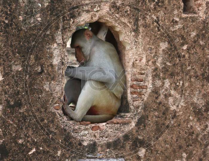 Sleeping A Monkey, Monkey Sleeping On A Window On The Old Wall,