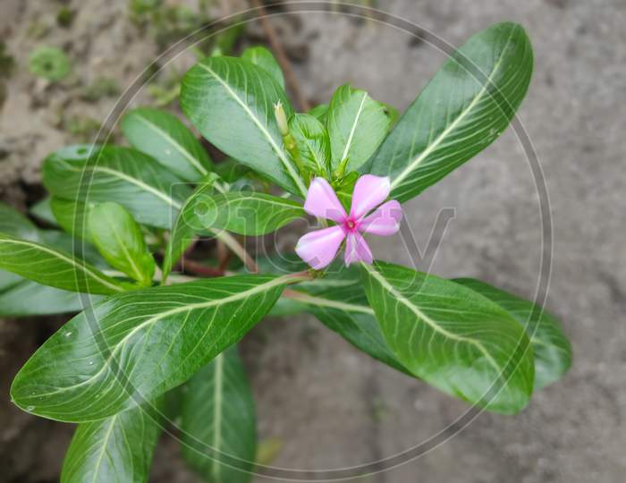 Natural beautiful pink flower