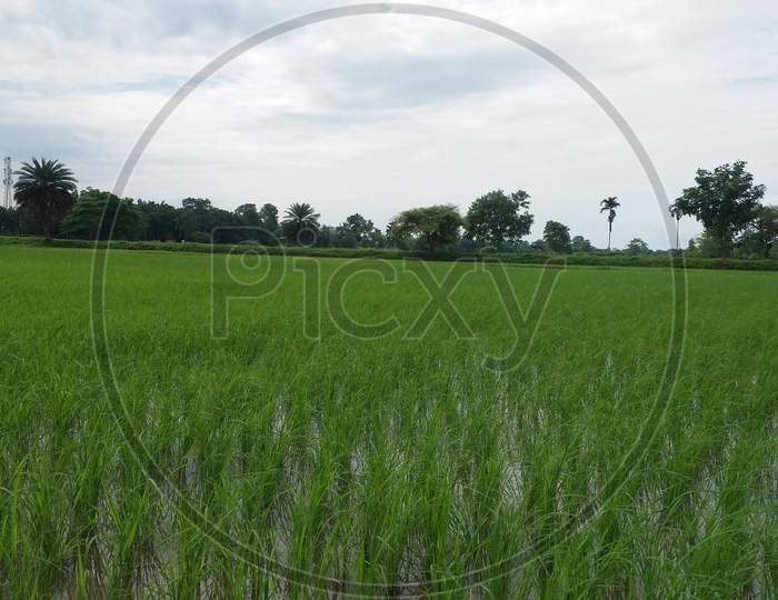 nature Growth rice field village assam