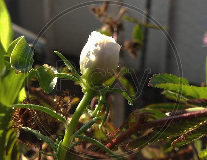 Beautiful white moss rose purslane flower