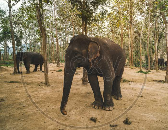 Asian, Indian, Large Elephant Greet Raised Trunk, Trumpet Up In Jungle, Park, Forest. Standing Mammal Animal Near Feed, Leaves, Sugar Cane In National Safari, Nature Reserve, Farm. Wildlife