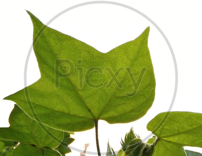 Cotton plant, cotton leaf, cotton fruit, cotton flower, green cotton plant, Nature organic india cotton farming, agriculture, farm india
