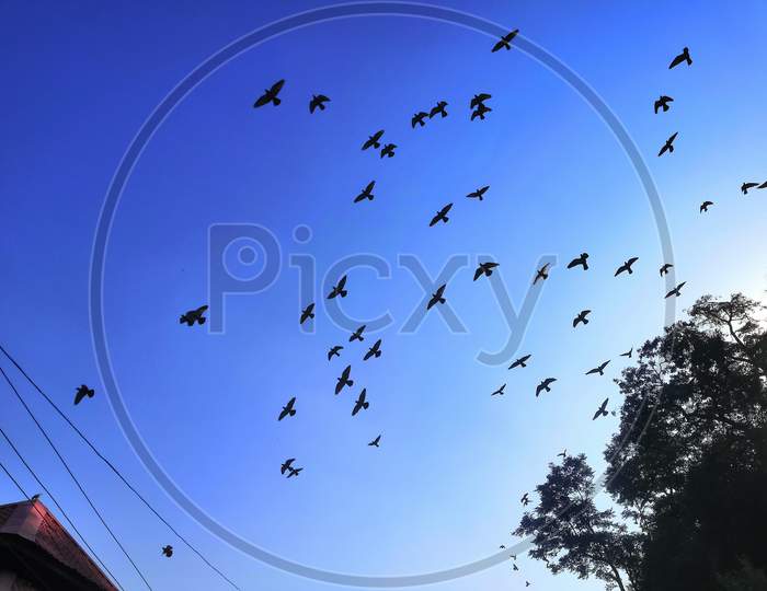 Group Of Pigeon Flying In Open Sky In Rewalsar, Himachal Pradesh, India