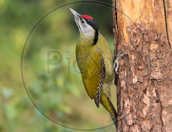 Grey-Headed Woodpecker - Male