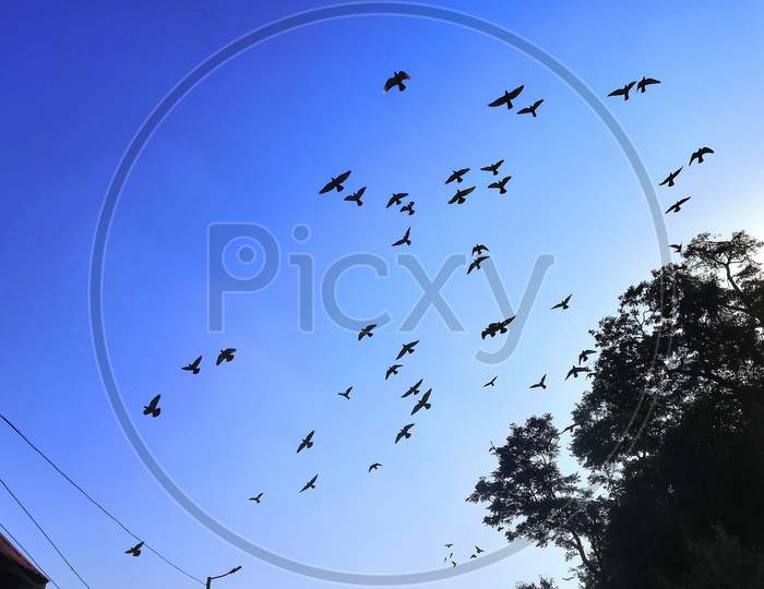 Group Of Pigeon Flying In Open Sky In Rewalsar, Himachal Pradesh, India