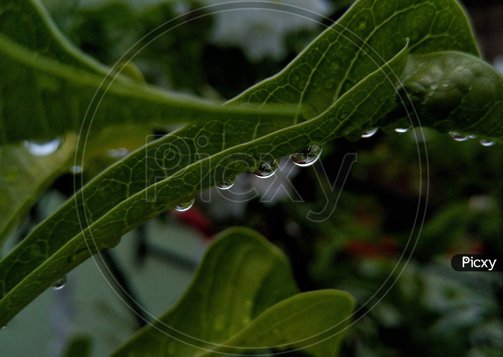 water droplets on a leave