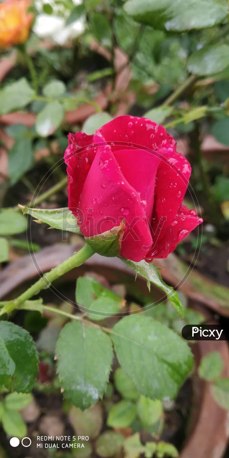 Image of Beautiful HD Rose, rose images, HD flower images, flowers ...