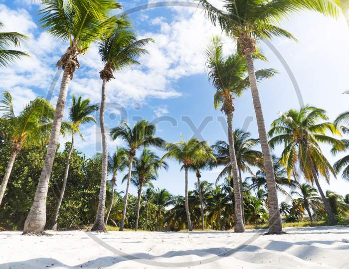 Palm Grove On The Ocean Beach. Undersized Lush Palm Trees Grow In Dense Rows. Sand At The Base Of The Trees And In Foreground. Blue Sky, Clouds. Oceanfront