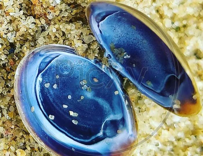 Blue mussel