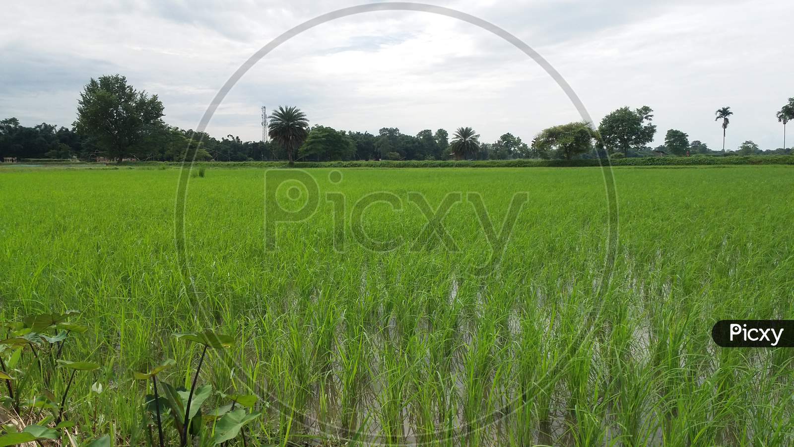 Growth rice field village assam
